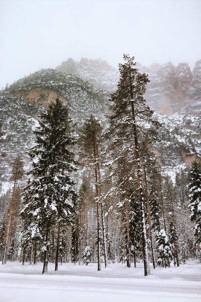 积雪树木的低角度摄影